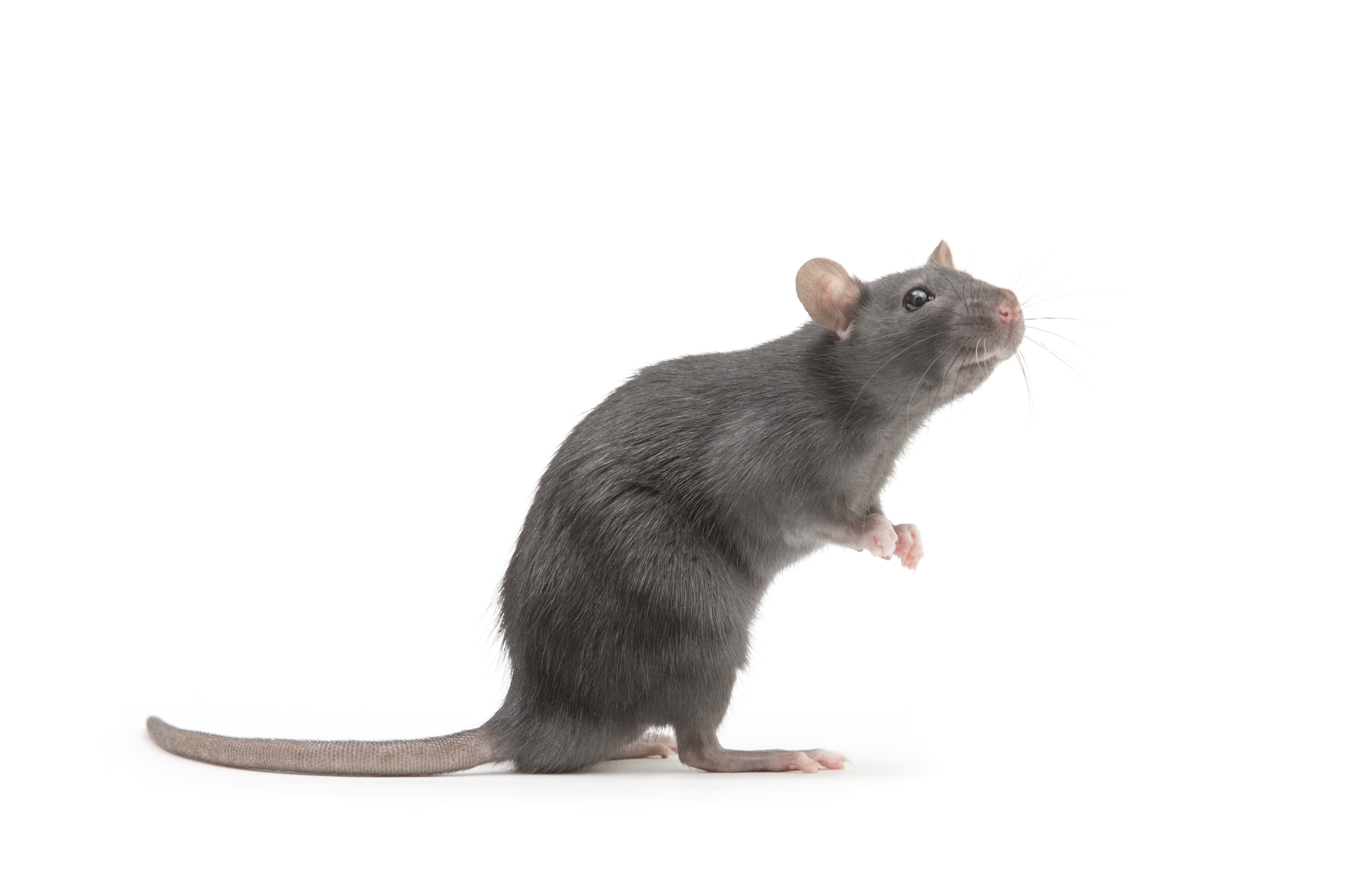 rat isolated on white background